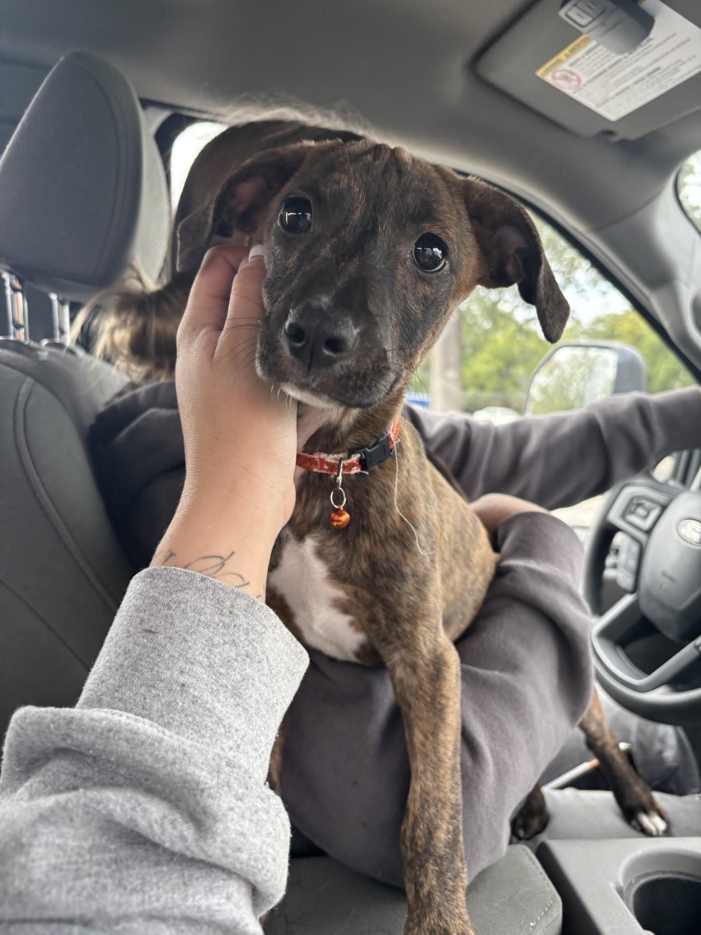 Enlarge Squirt, a Adoptable mixed breed in Harrisonville, MO image 1/1