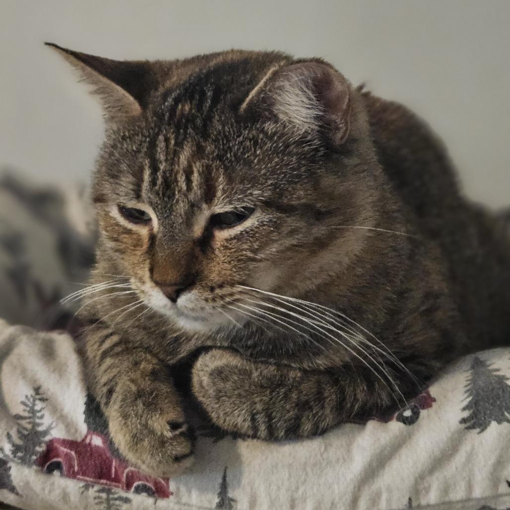 Penguin, Adoptable, Adult Female Domestic Short Hair.