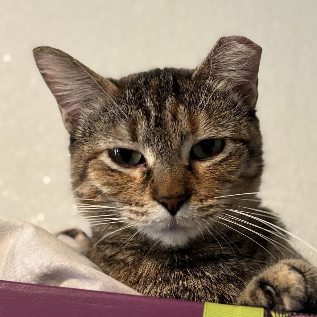 Penguin, a Adoptable Domestic Short Hair in Brighton, MO image 2/6