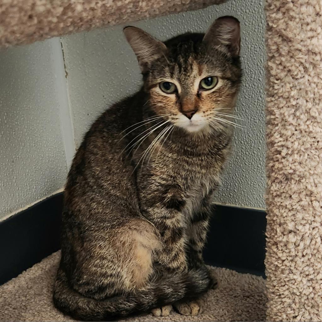 Penguin, a Adoptable Domestic Short Hair in Brighton, MO image 3/6