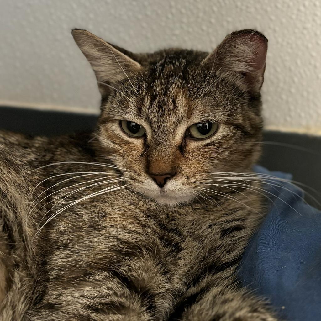 Penguin, a Adoptable Domestic Short Hair in Brighton, MO image 5/6