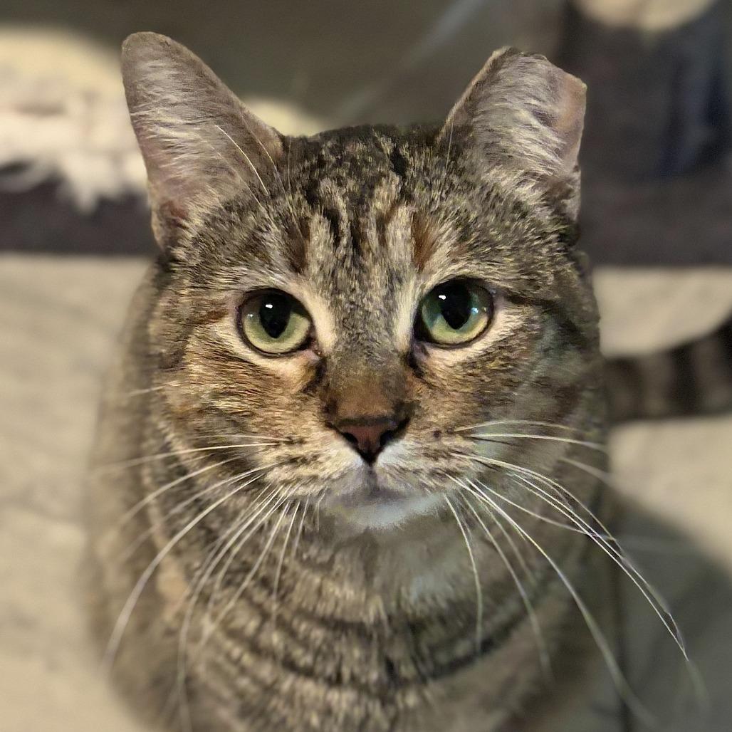 Enlarge Penguin, a Adoptable Domestic Short Hair in Brighton, MO image 3/6