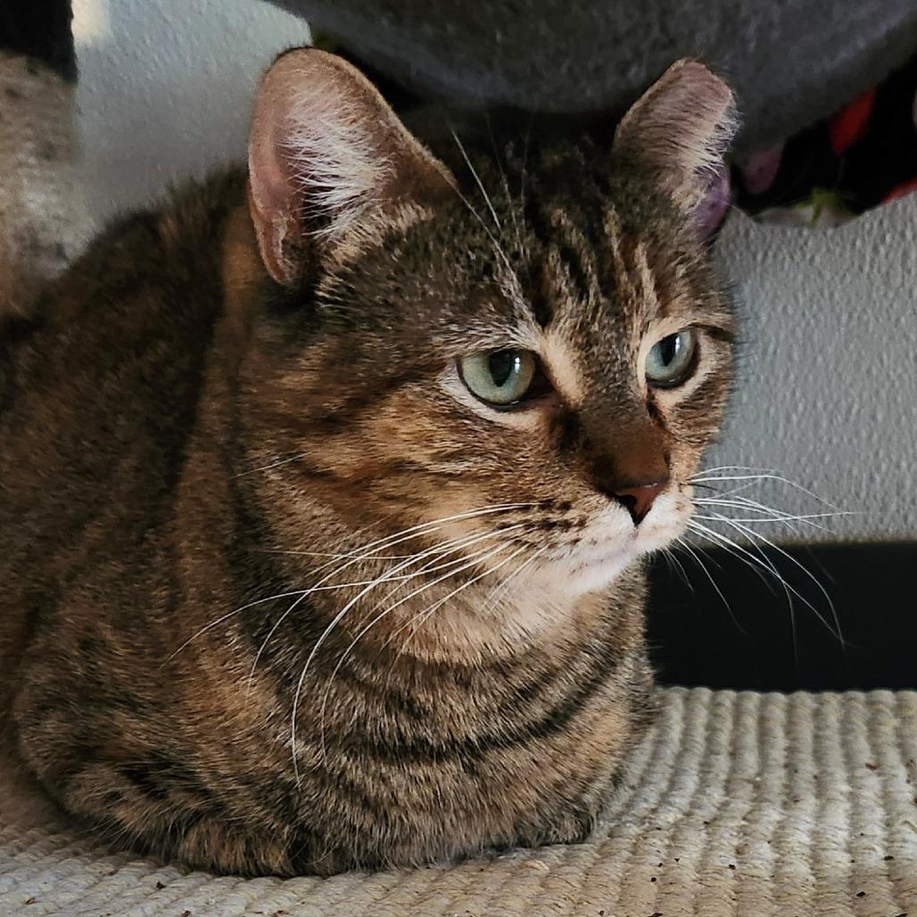 Penguin, a Adoptable Domestic Short Hair in Brighton, MO image 6/6