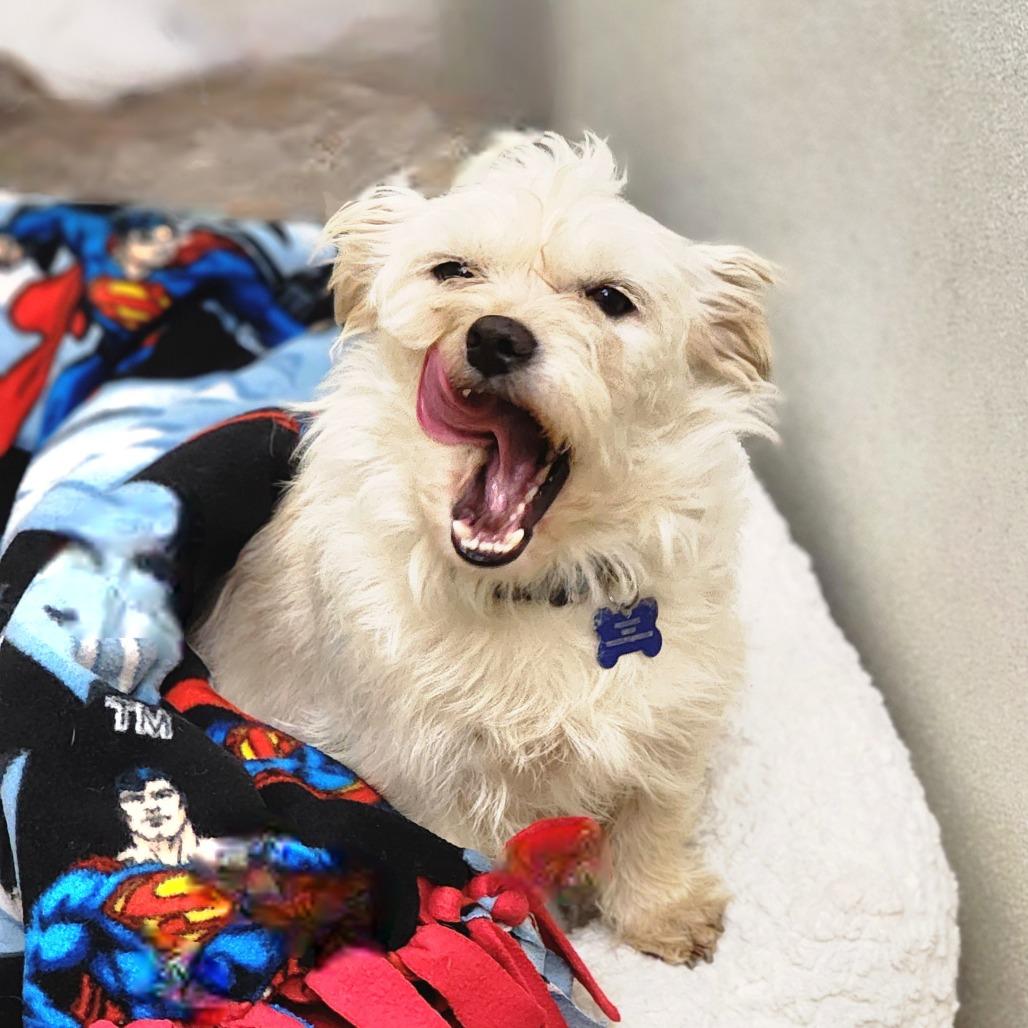Enlarge Gandalf, a Adoptable mixed breed in Apple Valley, CA image 1/6