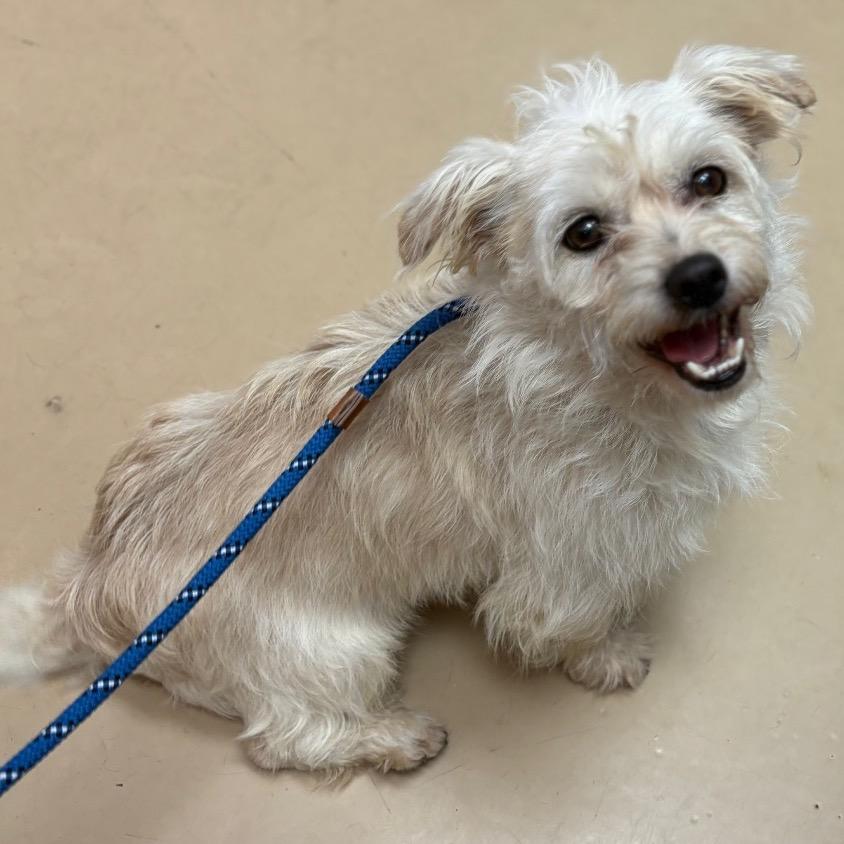 Enlarge Gandalf, a Adoptable mixed breed in Apple Valley, CA image 2/6