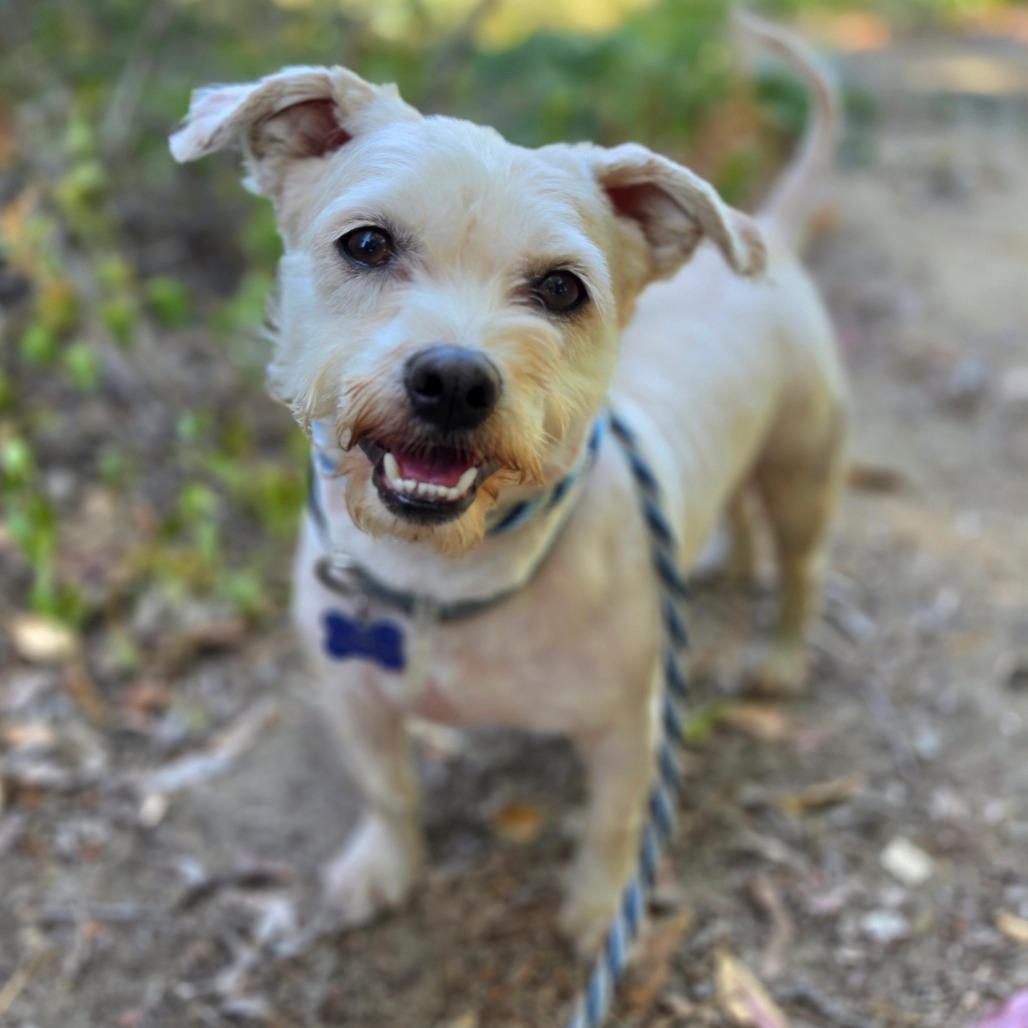 Enlarge Gandalf, a Adoptable mixed breed in Apple Valley, CA image 5/6