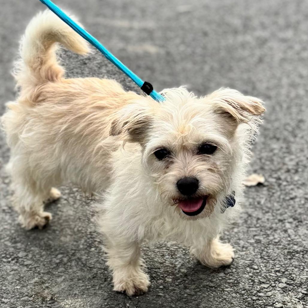 Enlarge Gandalf, a Adoptable mixed breed in Apple Valley, CA image 6/6