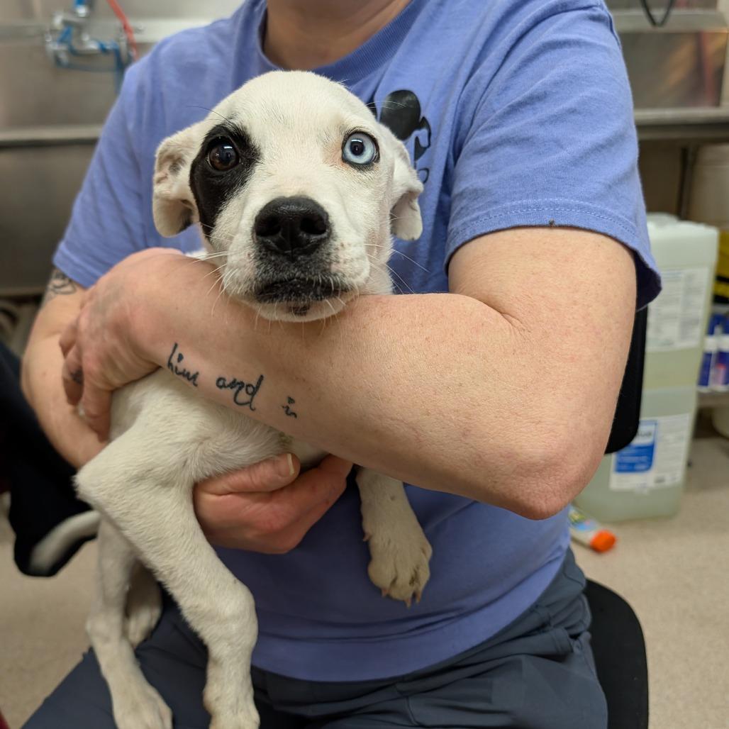 Enlarge Mike, a Adoptable mixed breed in Ardmore, OK image 1/1