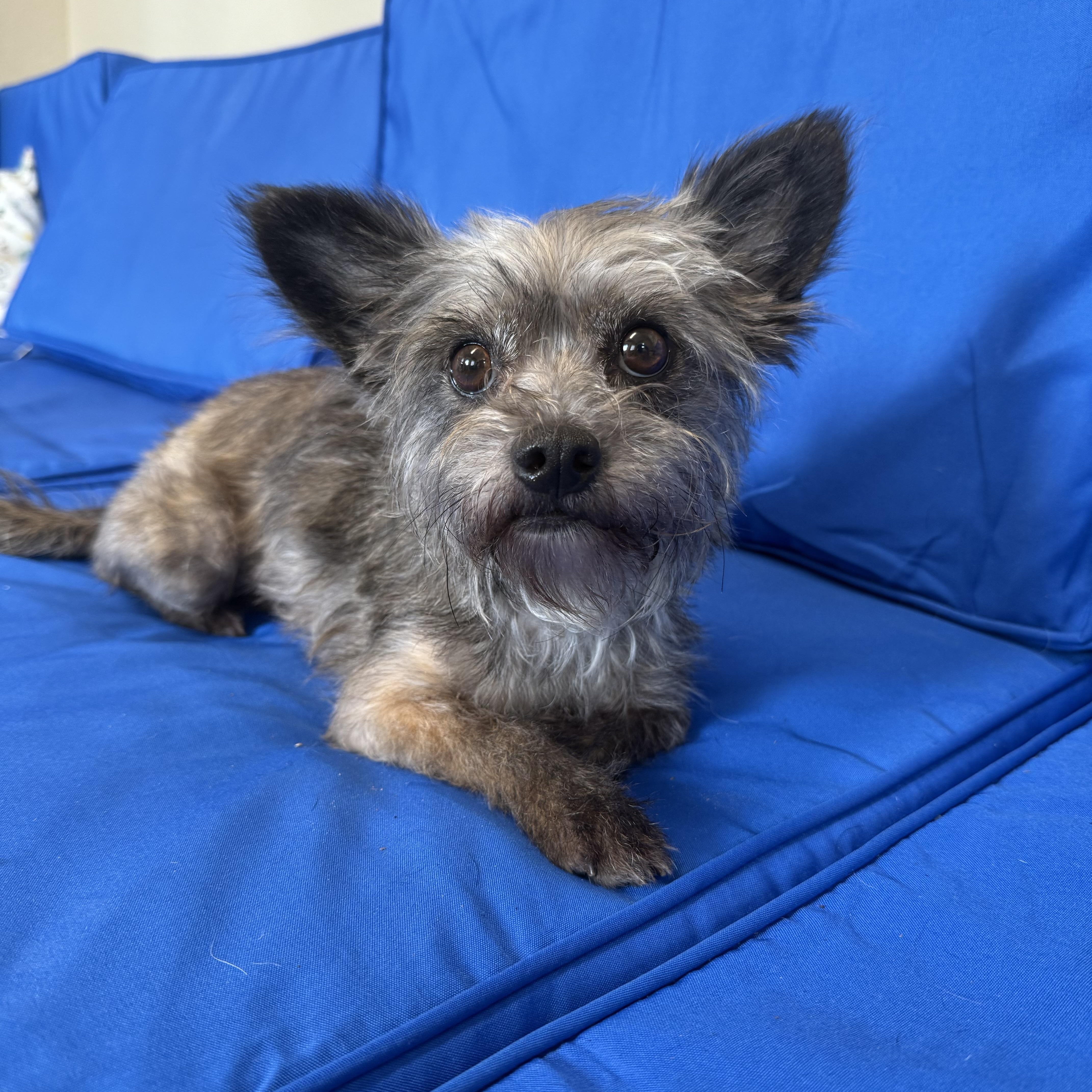 Enlarge Coco, an adopted mixed breed in Plant City, FL image 1/3