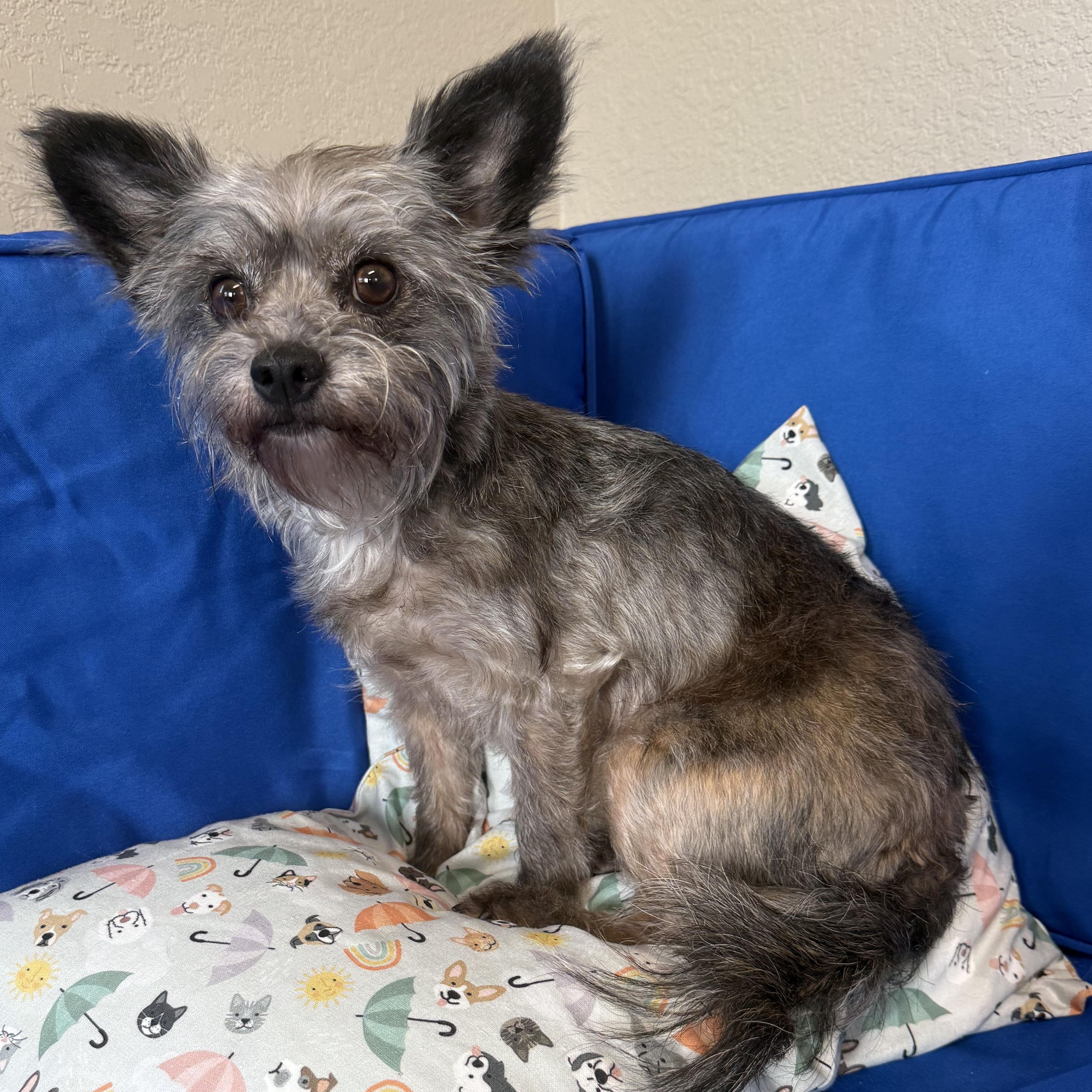 Enlarge Coco, an adopted mixed breed in Plant City, FL image 2/3