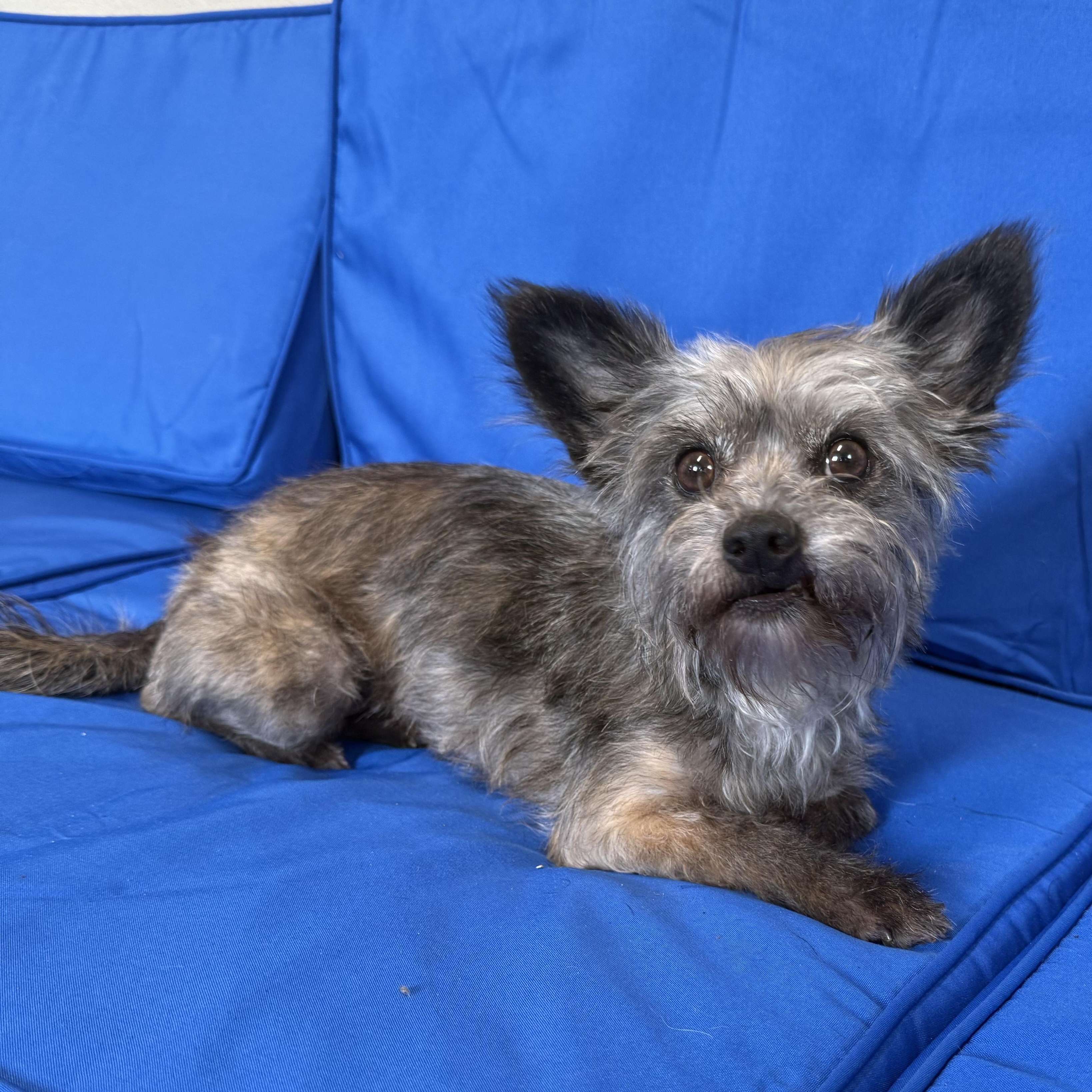 Enlarge Coco, an adopted mixed breed in Plant City, FL image 3/3