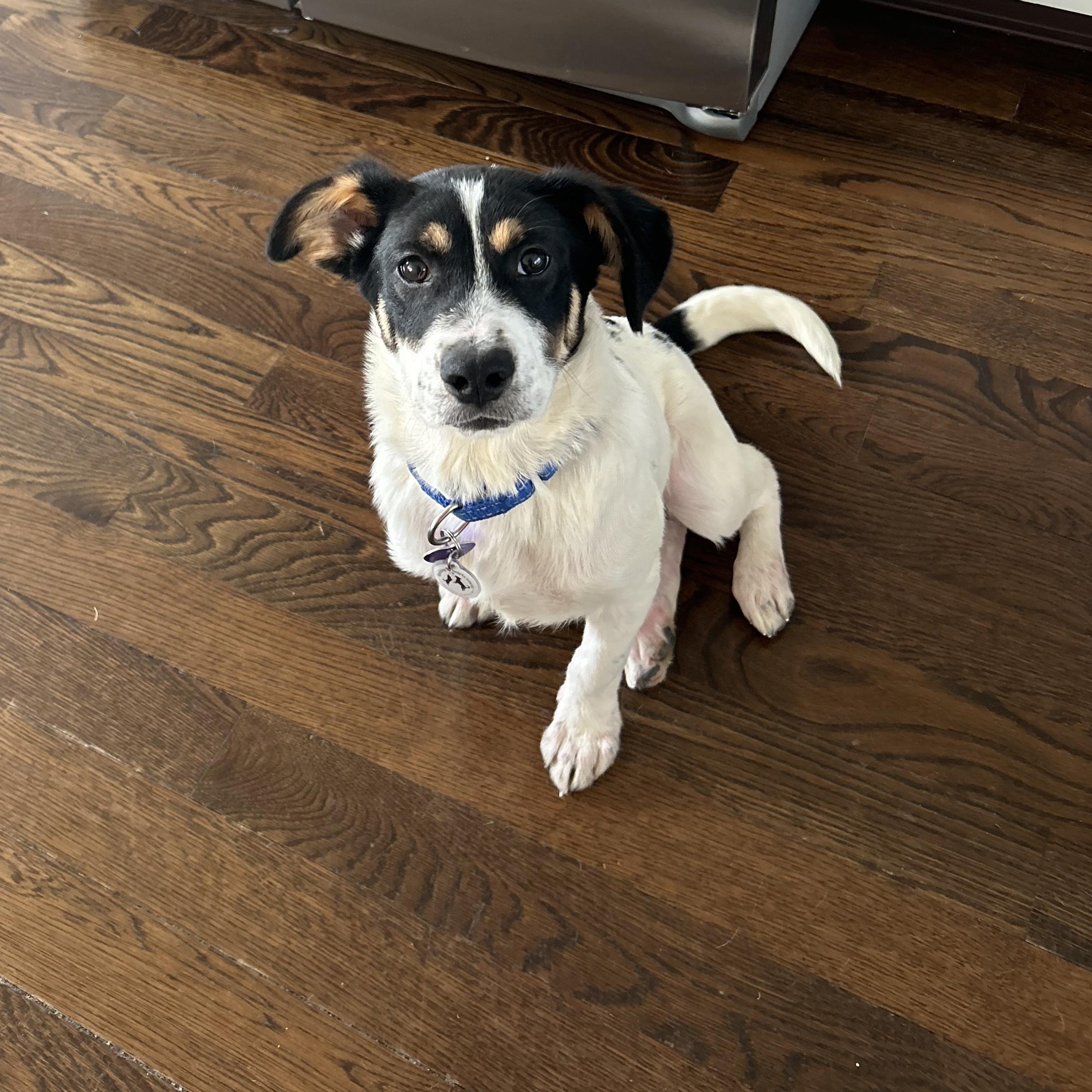 Enlarge Dodge, a ADOPTABLE mixed breed in Suffield, CT image 1/5