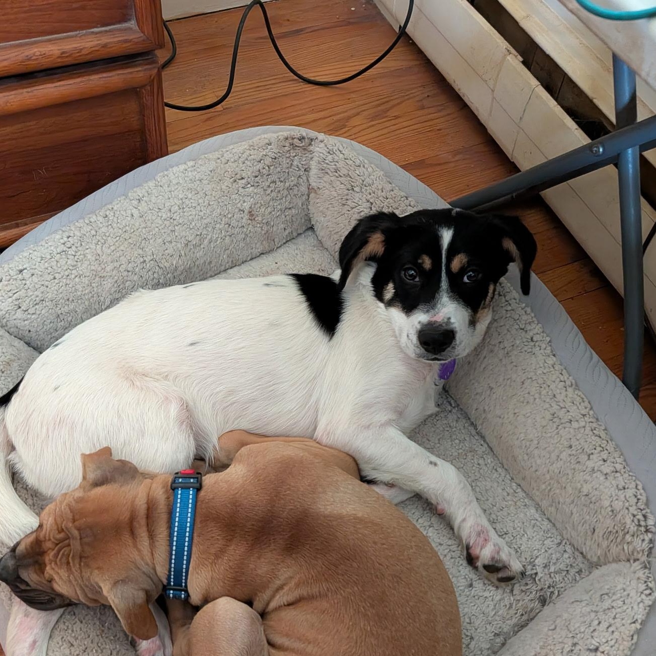 Dodge, a ADOPTABLE mixed breed in East Glastonbury, CT image 3/6