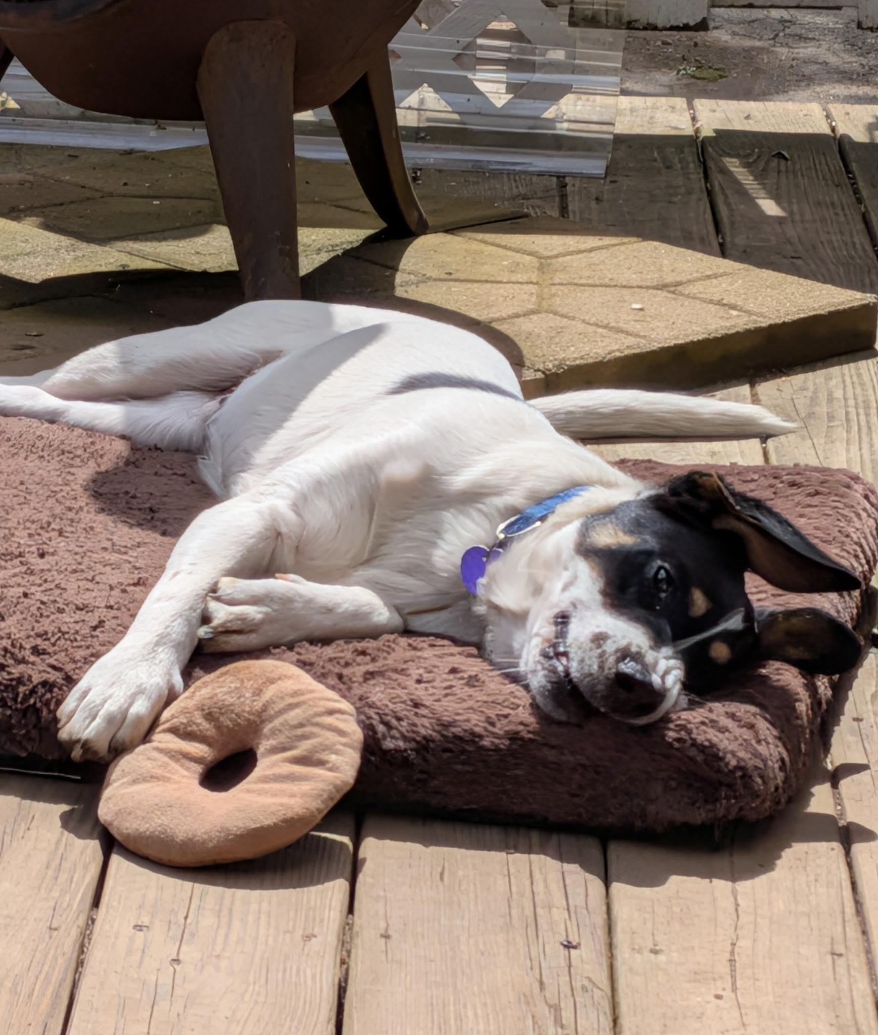 Dodge, a ADOPTABLE mixed breed in East Glastonbury, CT image 4/6
