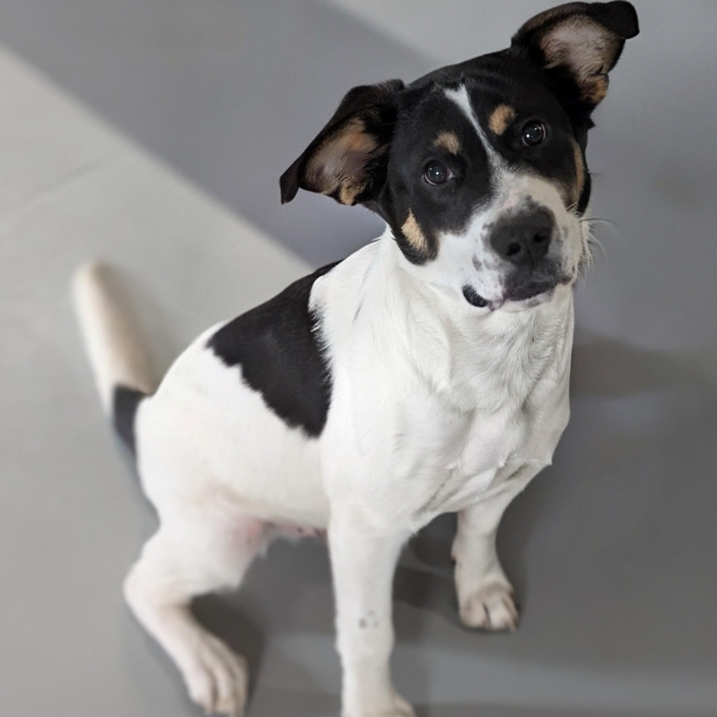 Dodge, ADOPTABLE, Young Male Beagle & Border Collie.