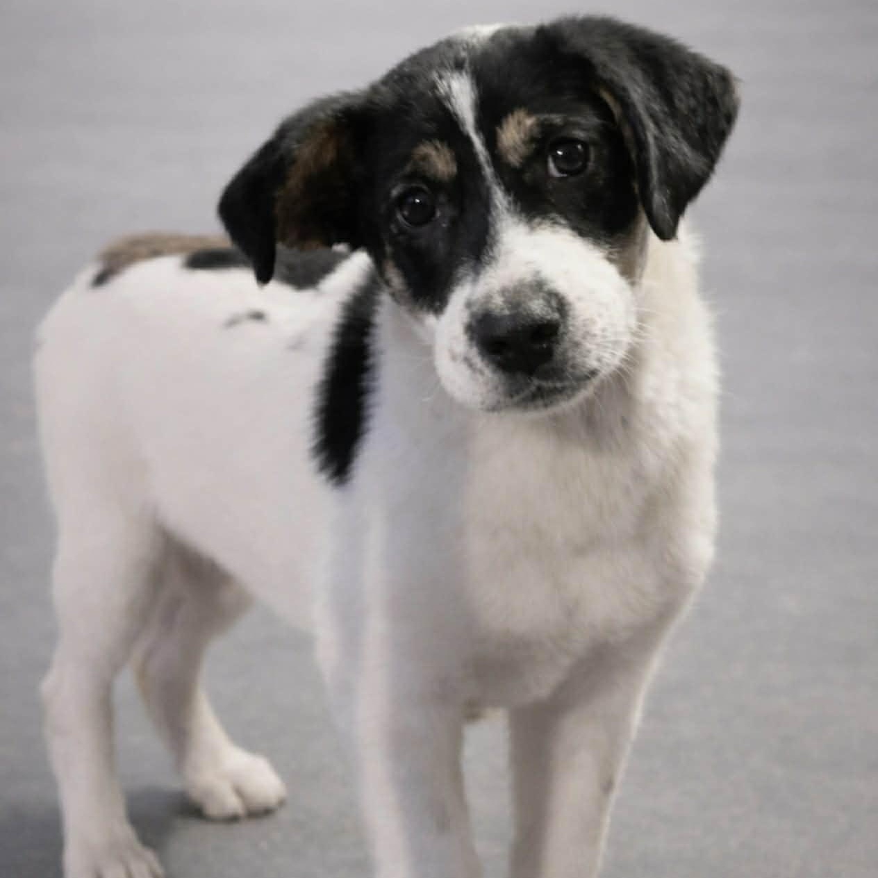 Enlarge Dodge, a ADOPTABLE mixed breed in Colchester, CT image 1/3