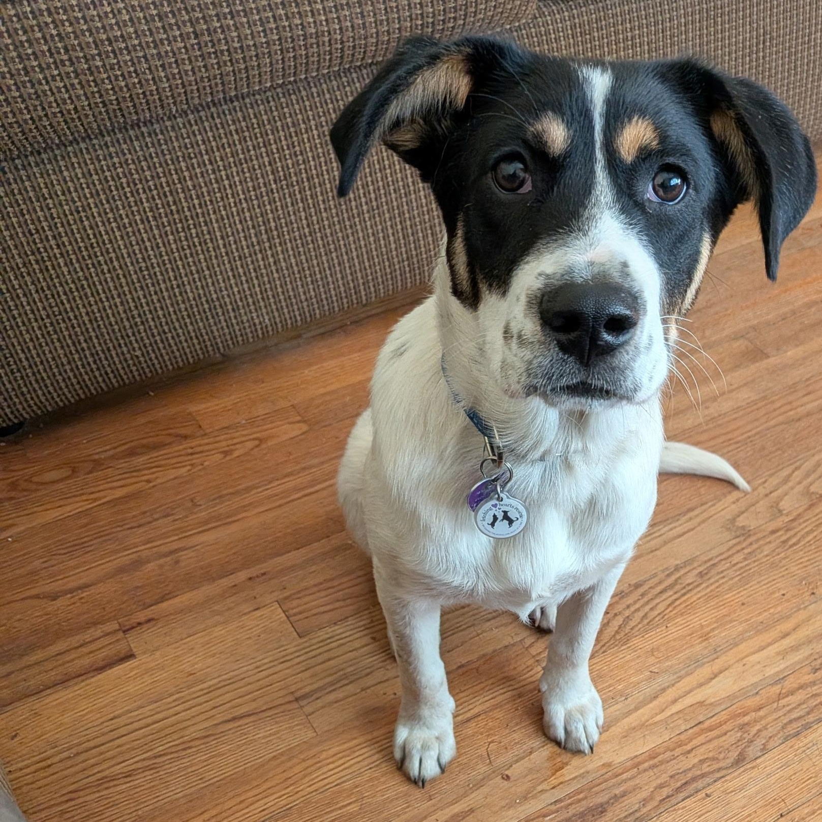 Dodge, a ADOPTABLE mixed breed in East Glastonbury, CT image 2/6