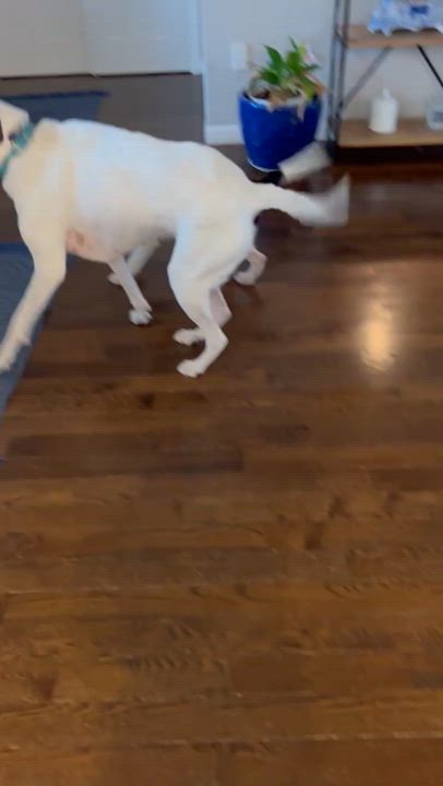 Enlarge Dodge, a ADOPTABLE mixed breed in Suffield, CT video 4/4