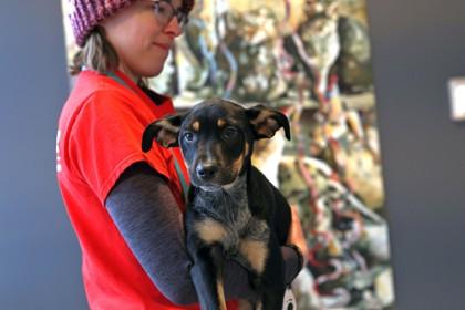 Shamrock — thumbnail 2