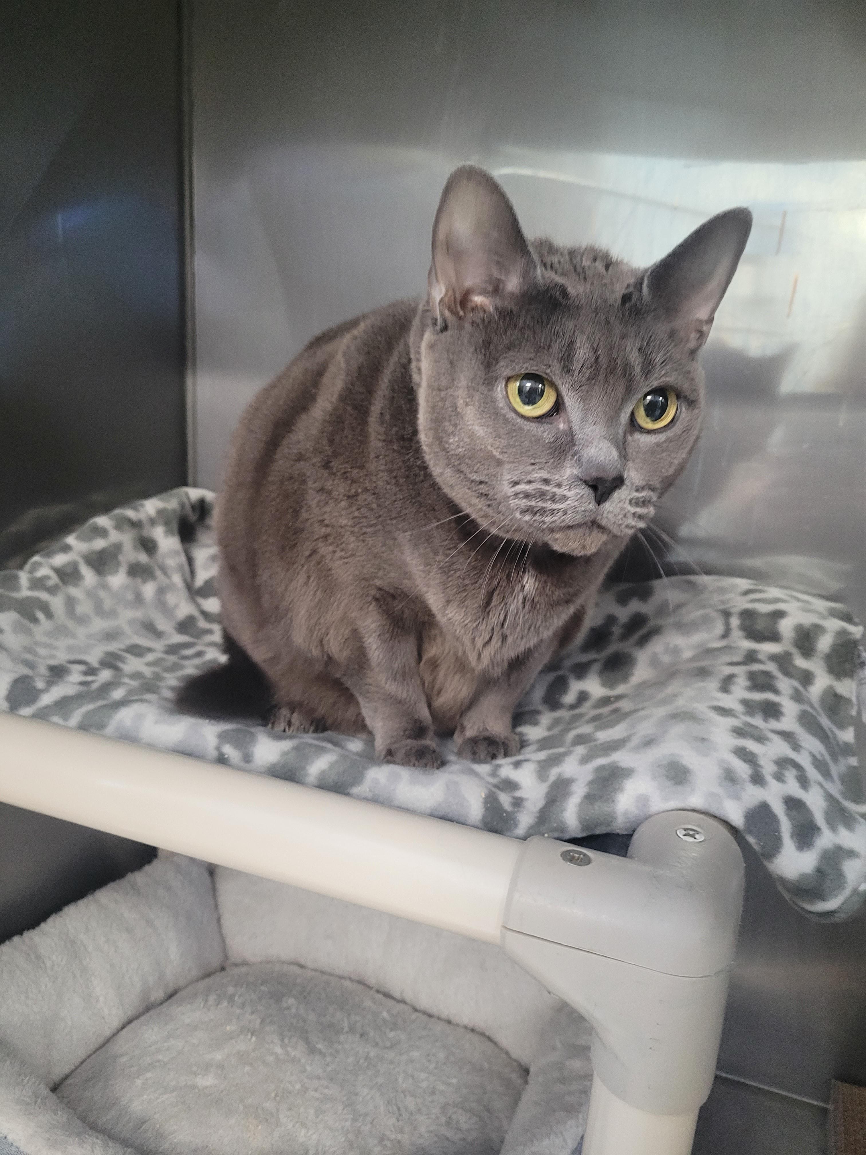 Enlarge Misha, a ADOPTABLE mixed breed in North Attleboro, MA image 3/3