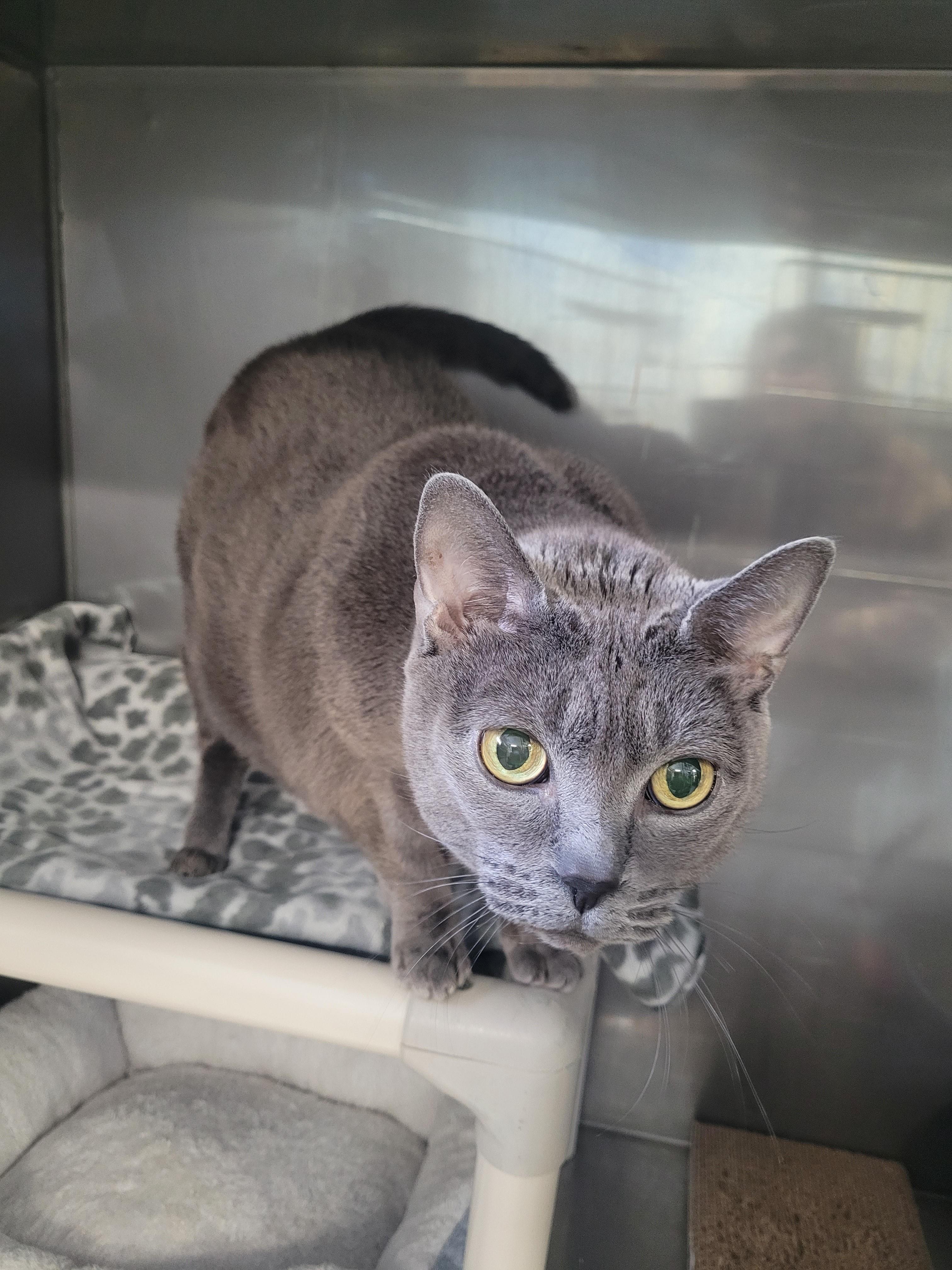 Enlarge Misha, a ADOPTABLE mixed breed in North Attleboro, MA image 1/3