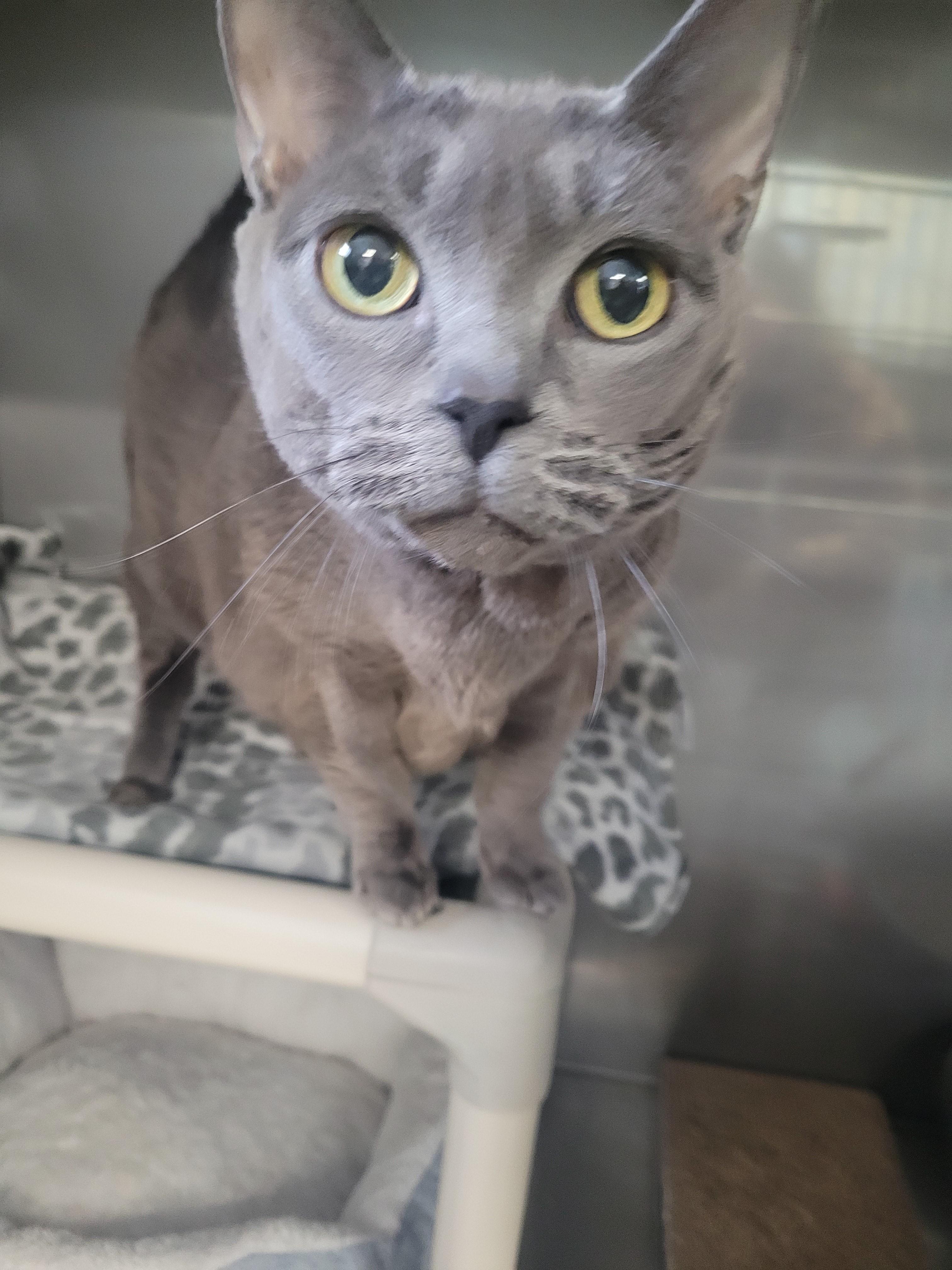 Enlarge Misha, a ADOPTABLE mixed breed in North Attleboro, MA image 2/3