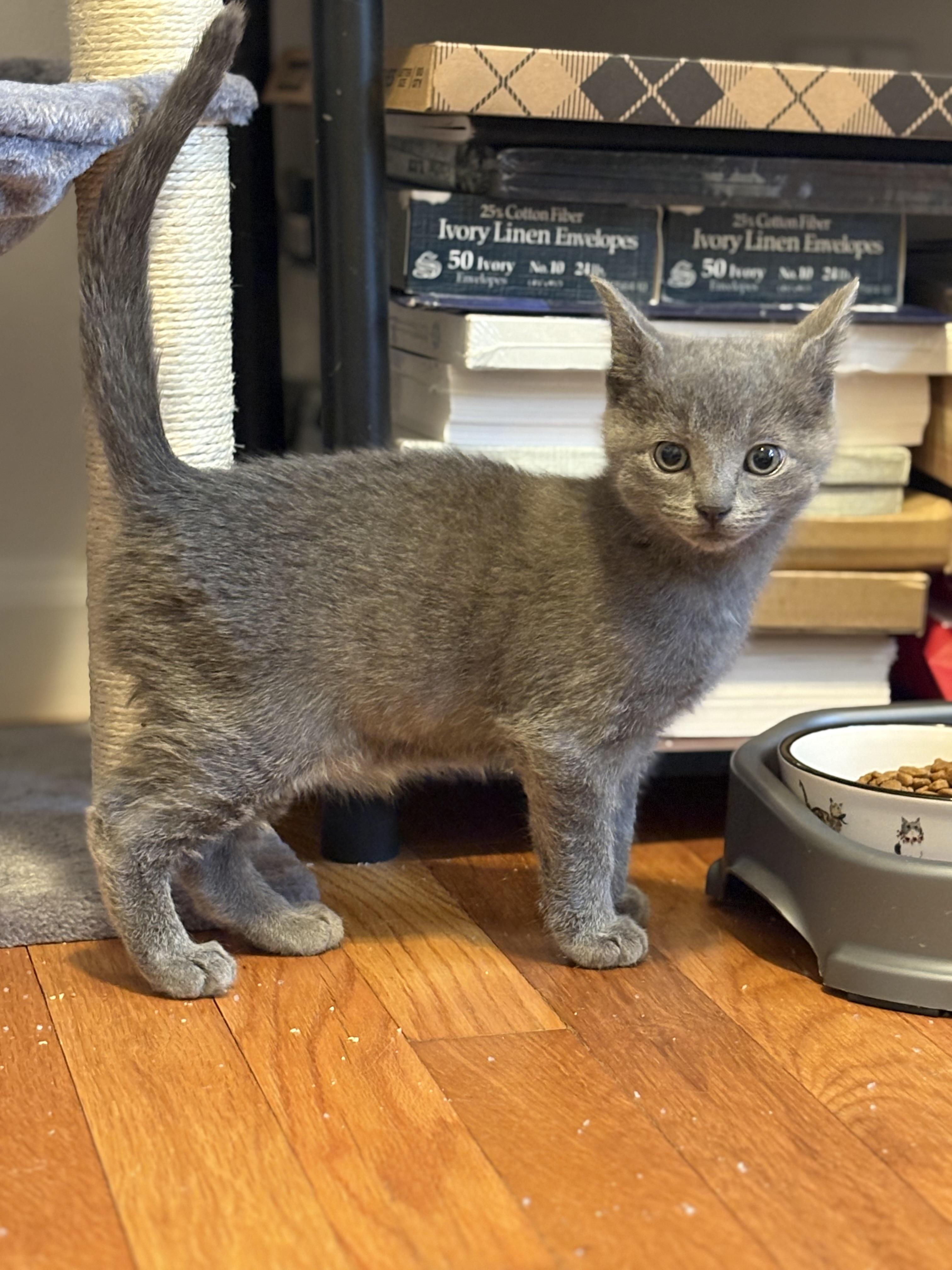 Ash, Adopted, Kitten Male Domestic Short Hair & Russian Blue.