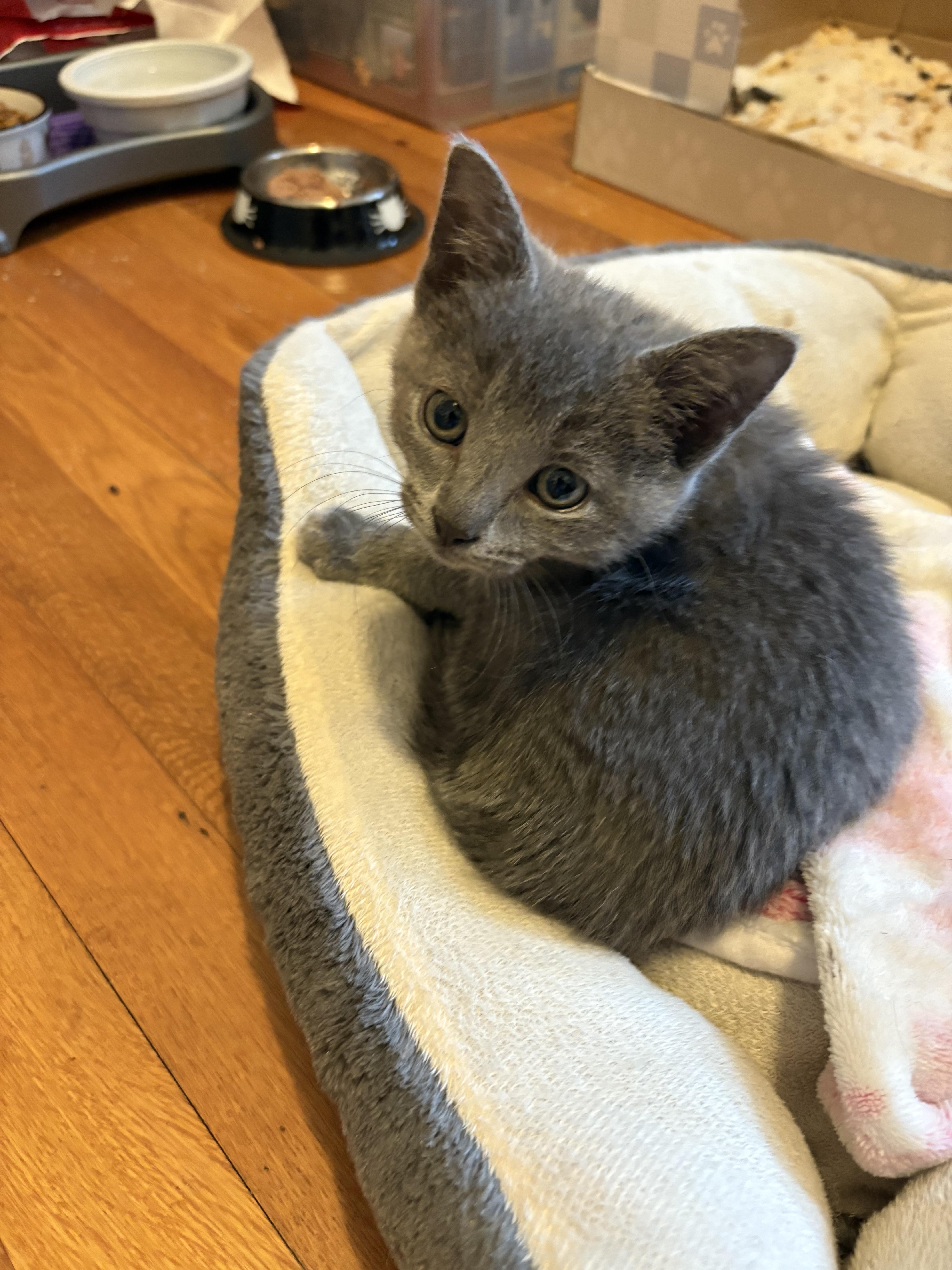 Enlarge Ash, a Adopted mixed breed in Ardsley, NY image 2/2