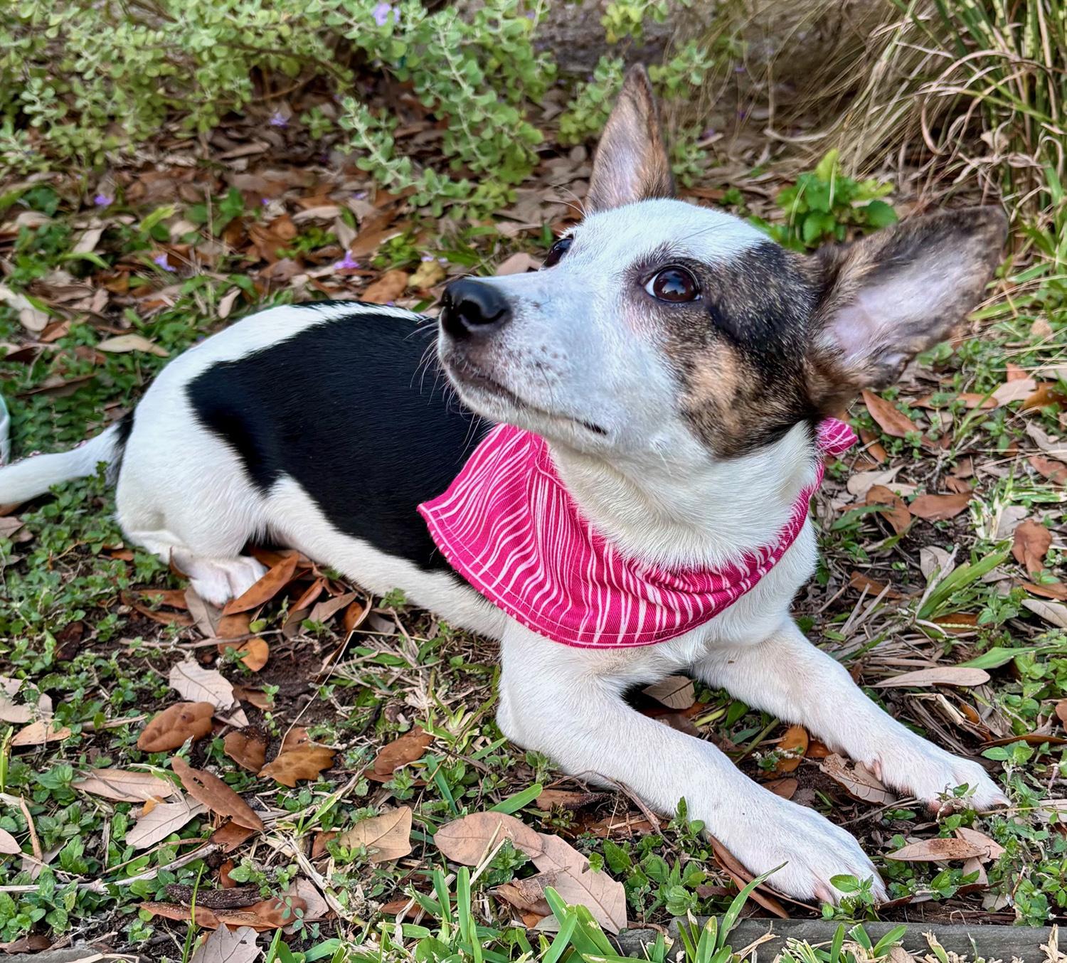 Enlarge PHOEBE- retrieves!, a Adoptable mixed breed in Boston, MA image 3/6