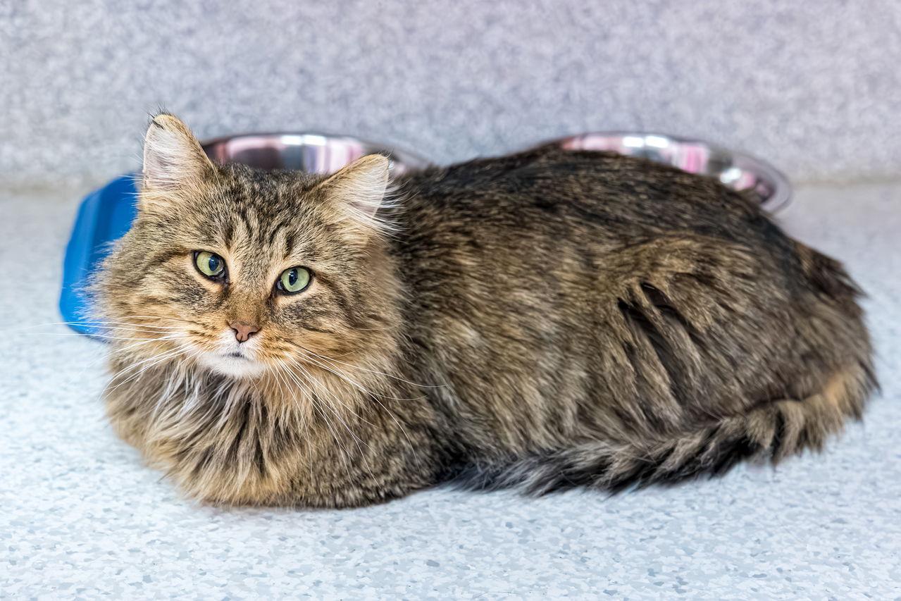 Mufasa  Kbc thumbnail 2