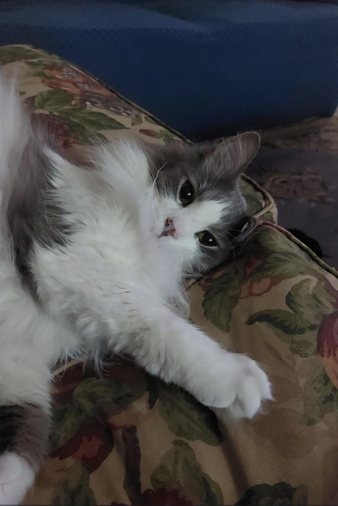 Louie, Adoptable, Senior Male Domestic Long Hair.