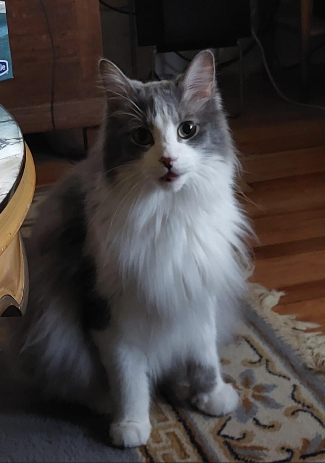 Enlarge Louie, a Adoptable Domestic Long Hair in Montreal, QC image 2/3