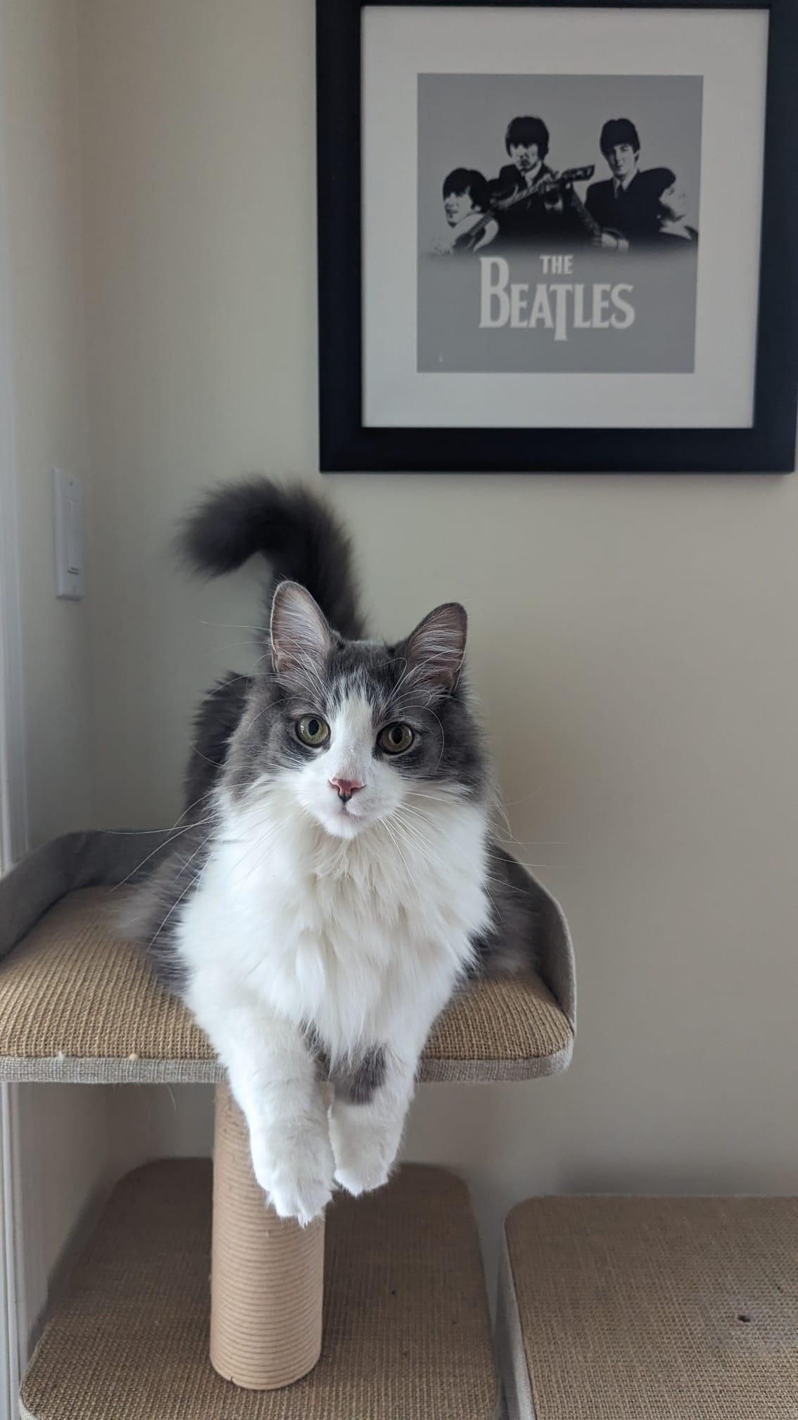 Enlarge Louie, a Adoptable Domestic Long Hair in Montreal, QC image 3/3