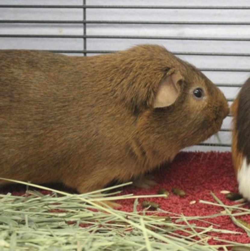Enlarge Mr Beaver, a ADOPTABLE Guinea Pig in Syracuse, NY image 1/1
