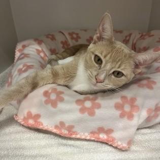 London, a Adoptable Domestic Short Hair in Phoenixville, PA image 4/5