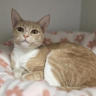 London, a Adoptable Domestic Short Hair in Phoenixville, PA image 5/5