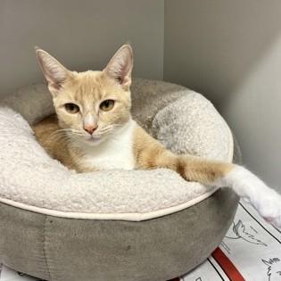 London, Adoptable, Young Male Domestic Short Hair.