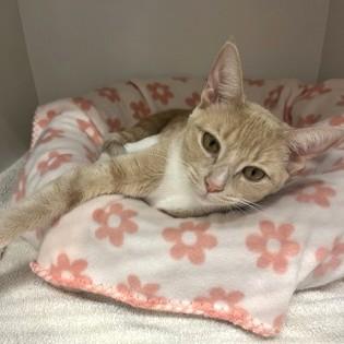 Enlarge London, a Adoptable Domestic Short Hair in Phoenixville, PA image 2/5