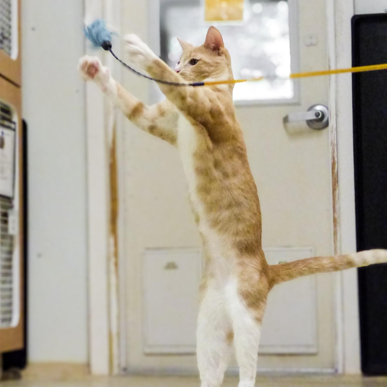 London, a Adoptable Domestic Short Hair in Phoenixville, PA image 2/5