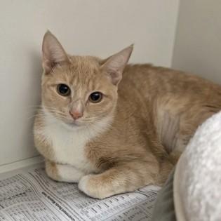 London, a Adoptable Domestic Short Hair in Phoenixville, PA image 3/5