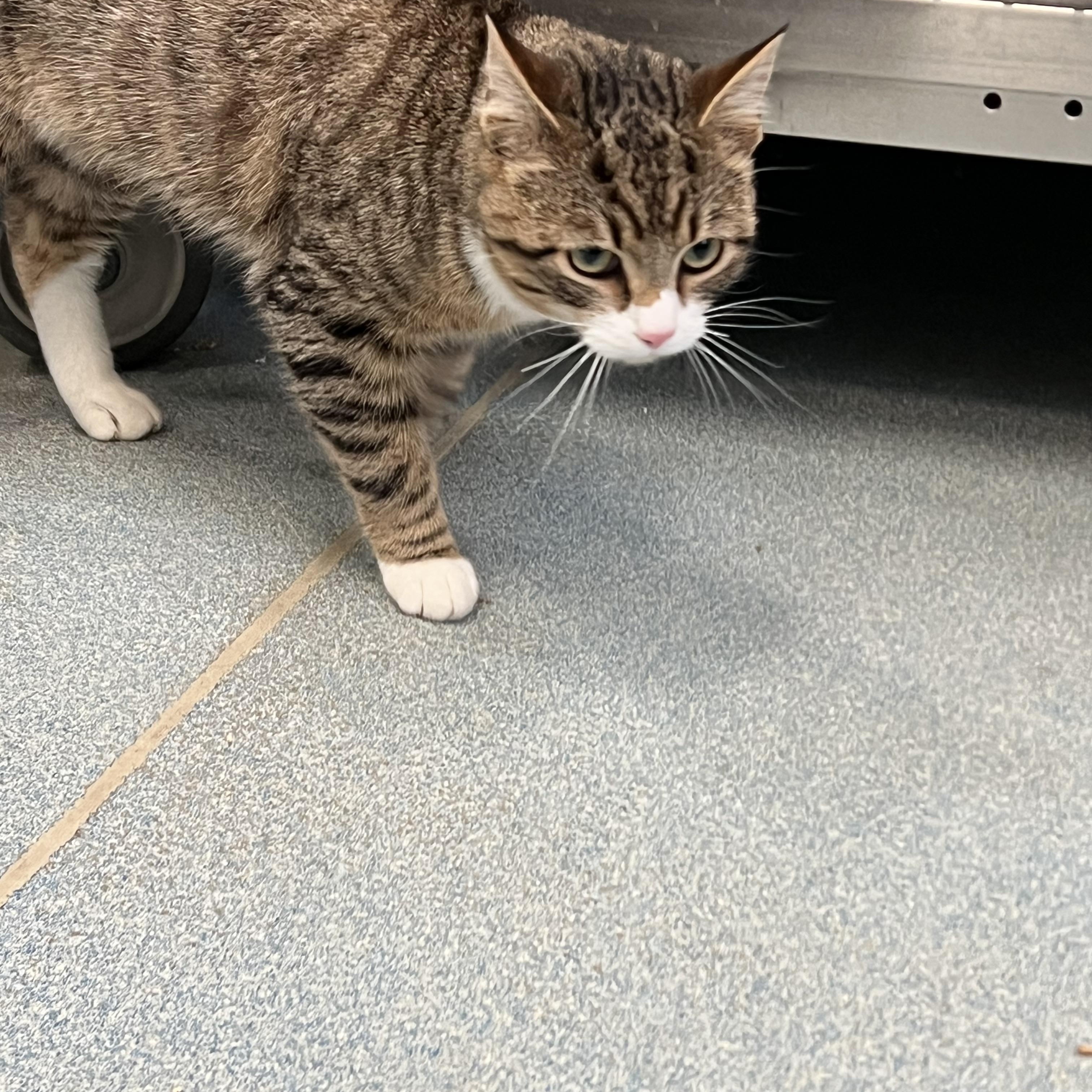 Shy Guy, an adopted Domestic Short Hair in Berryville, VA image 2/2