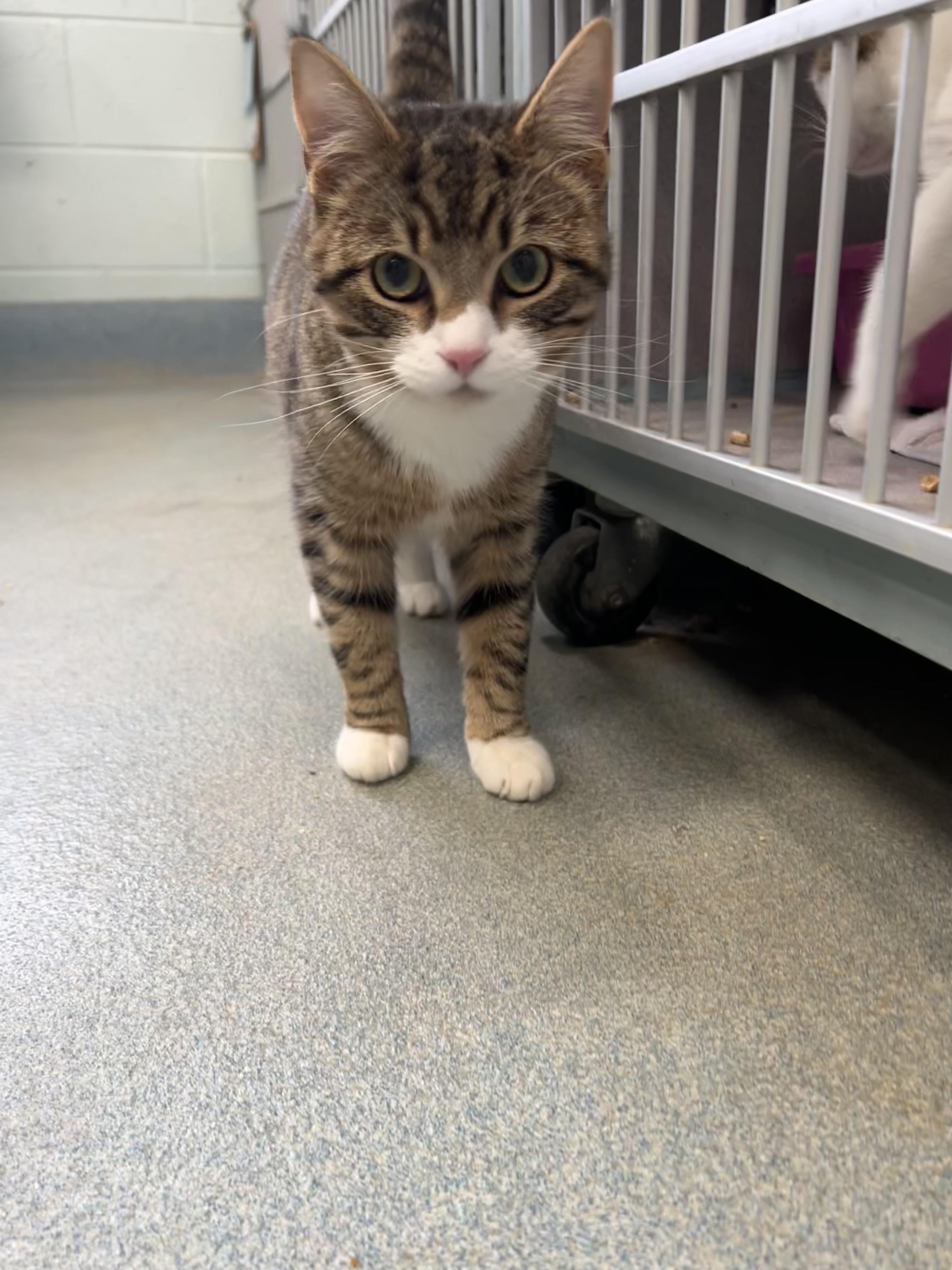 Shy Guy, an adopted Domestic Short Hair in Berryville, VA image 1/2