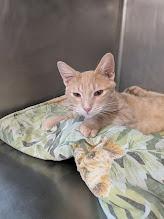 Enlarge Jason, a Adoptable mixed breed in Bourbonnais, IL image 1/1