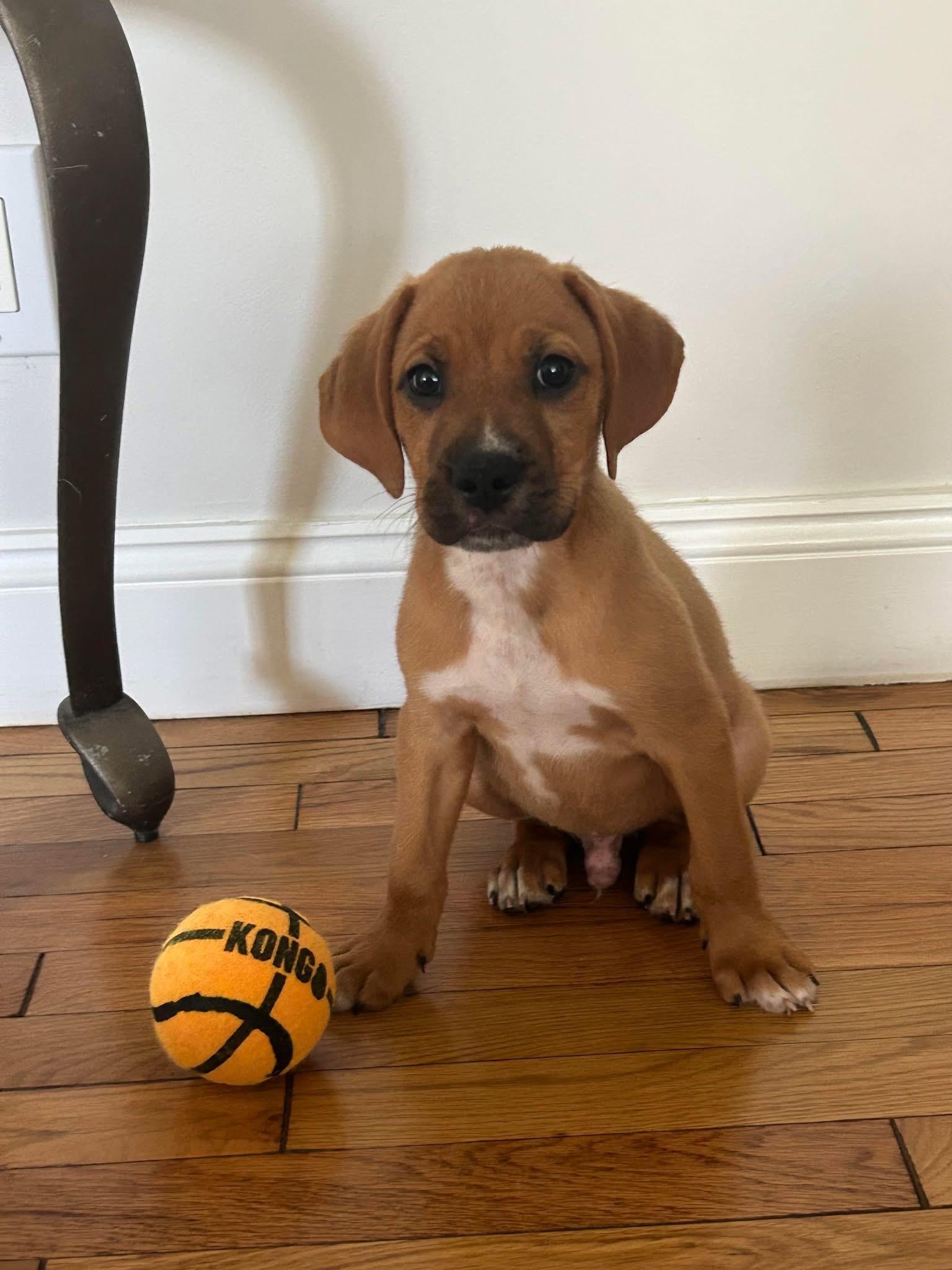 Buddy, ADOPTABLE, Puppy Male Labrador Retriever.