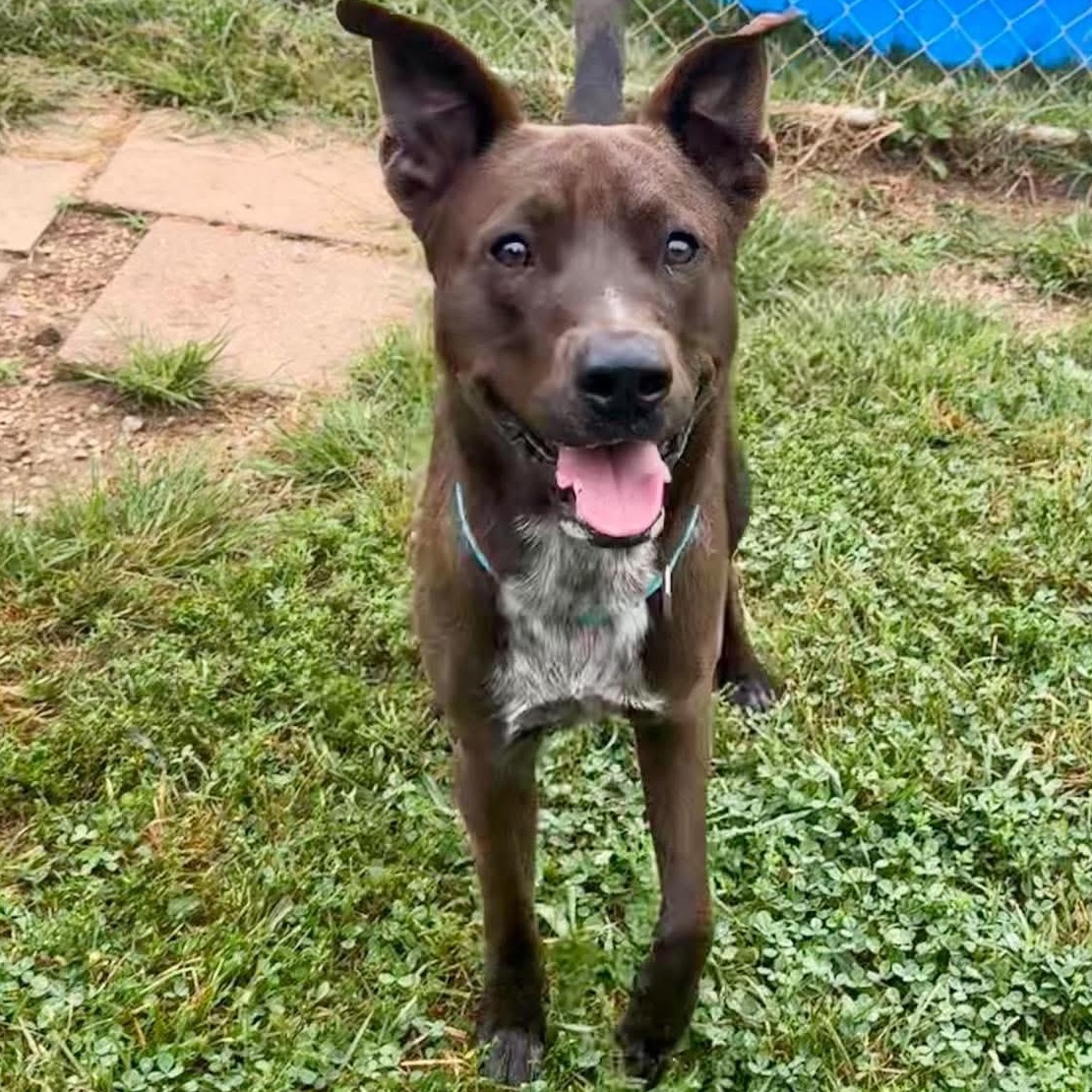 Enlarge Colton, a ADOPTABLE mixed breed in East Granby, CT image 4/6