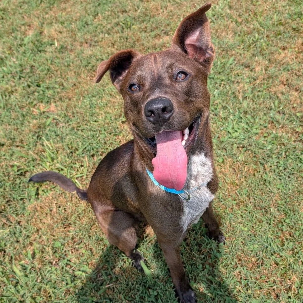 Colton, ADOPTABLE, Young Male Chocolate Labrador Retriever & Plott Hound.