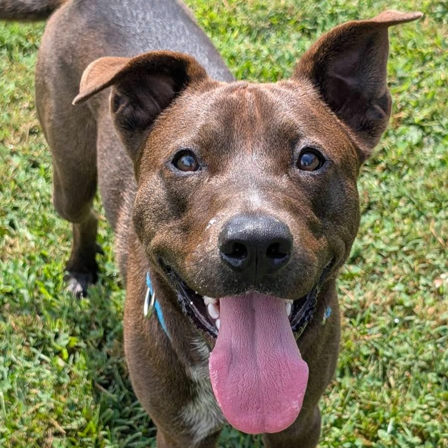 Enlarge Colton, a ADOPTABLE mixed breed in East Granby, CT image 2/6