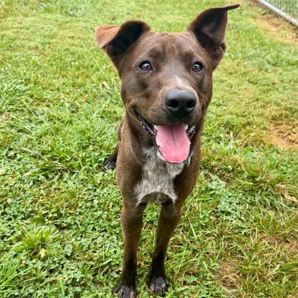 Enlarge Colton, a ADOPTABLE mixed breed in East Granby, CT image 3/6