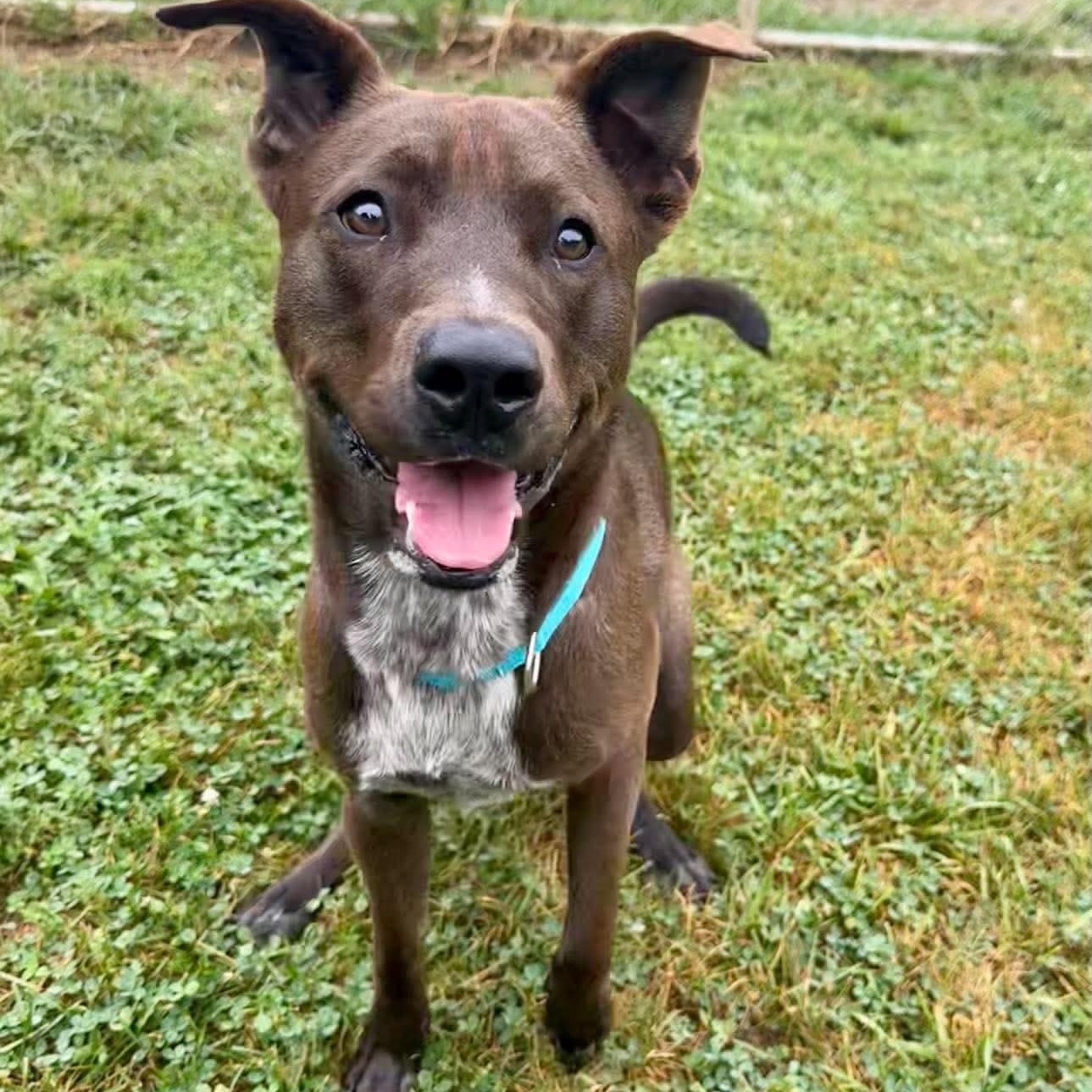 Enlarge Colton, a ADOPTABLE mixed breed in East Granby, CT image 5/6