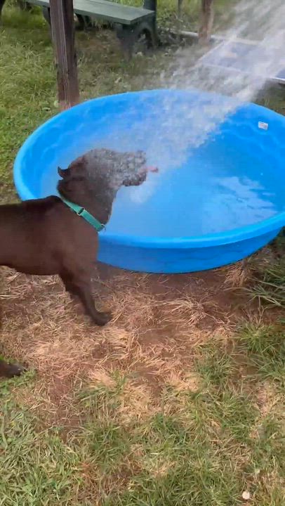 Enlarge Colton, a Adoptable mixed breed in East Granby, CT video 6/6